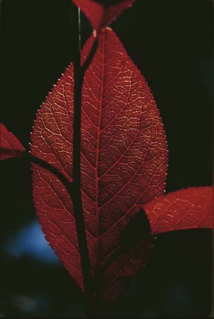 heartleaf