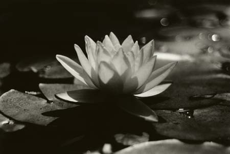 lotus