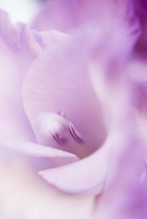 pinkheaven