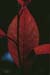 heartleaf