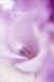 pinkheaven